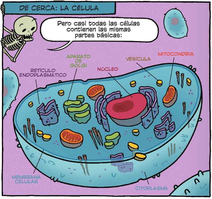 El teatro del cuerpo humano